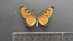 Acraea terpsicore