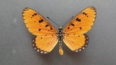 Acraea terpsicore