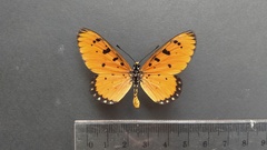 Acraea terpsicore