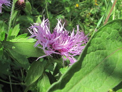 Centaurea phrygia salicifolia