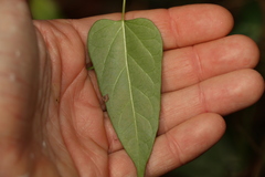 Leichhardtia longiloba