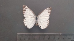 Appias libythea