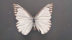 Appias libythea