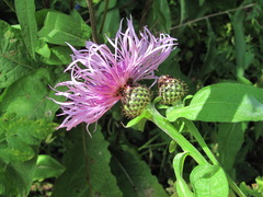 Centaurea phrygia salicifolia