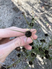 Schoenus curvifolius