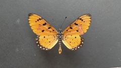 Acraea terpsicore