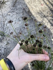 Schoenus curvifolius