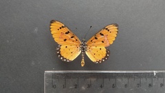 Acraea terpsicore