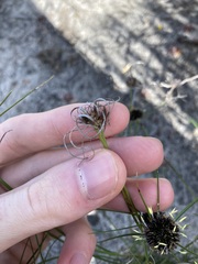 Schoenus curvifolius