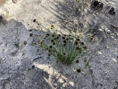 Schoenus curvifolius