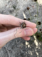 Schoenus curvifolius