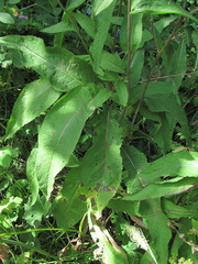 Centaurea phrygia salicifolia