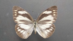 Appias libythea