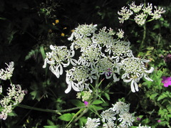 Heracleum chorodanum