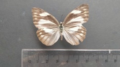 Appias libythea