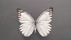 Appias libythea
