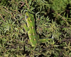 Naultinus gemmeus