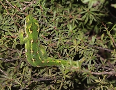Naultinus gemmeus