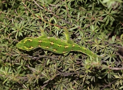 Naultinus gemmeus