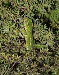 Naultinus gemmeus