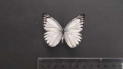 Appias libythea