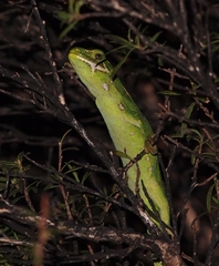 Naultinus gemmeus