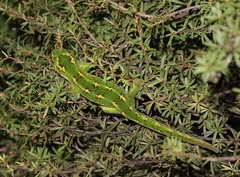 Naultinus gemmeus