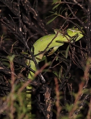 Naultinus gemmeus