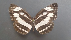 Neptis hylas