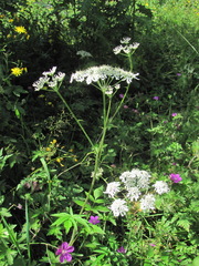 Heracleum chorodanum
