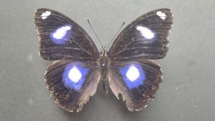 Hypolimnas bolina