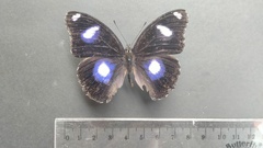 Hypolimnas bolina