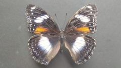 Hypolimnas bolina