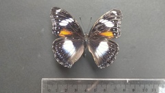 Hypolimnas bolina