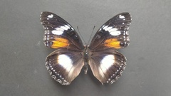 Hypolimnas bolina