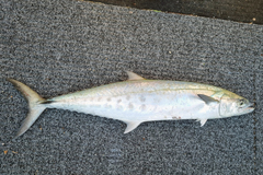 Scomberomorus queenslandicus