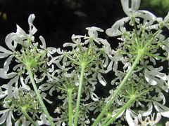 Heracleum chorodanum