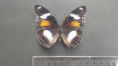 Hypolimnas bolina
