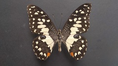 Papilio demoleus