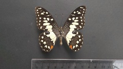 Papilio demoleus