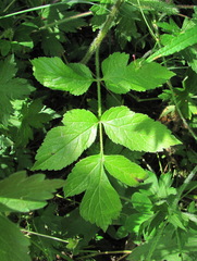 Heracleum chorodanum