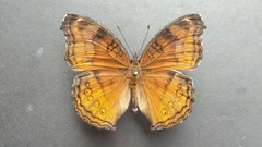 Junonia hedonia