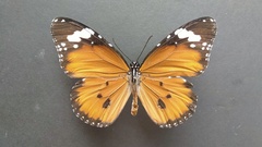 Danaus chrysippus