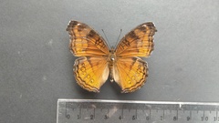 Junonia hedonia