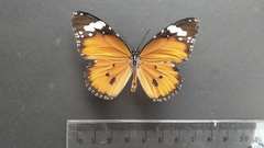 Danaus chrysippus