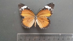 Danaus chrysippus
