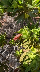 Eremophila duttonii