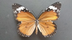Danaus chrysippus