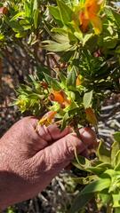 Eremophila duttonii