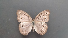 Junonia atlites